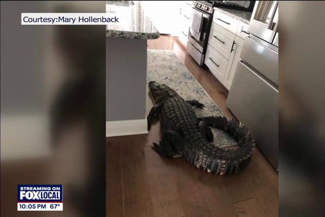 <p>Woman shocked to find alligator in her home.</p>