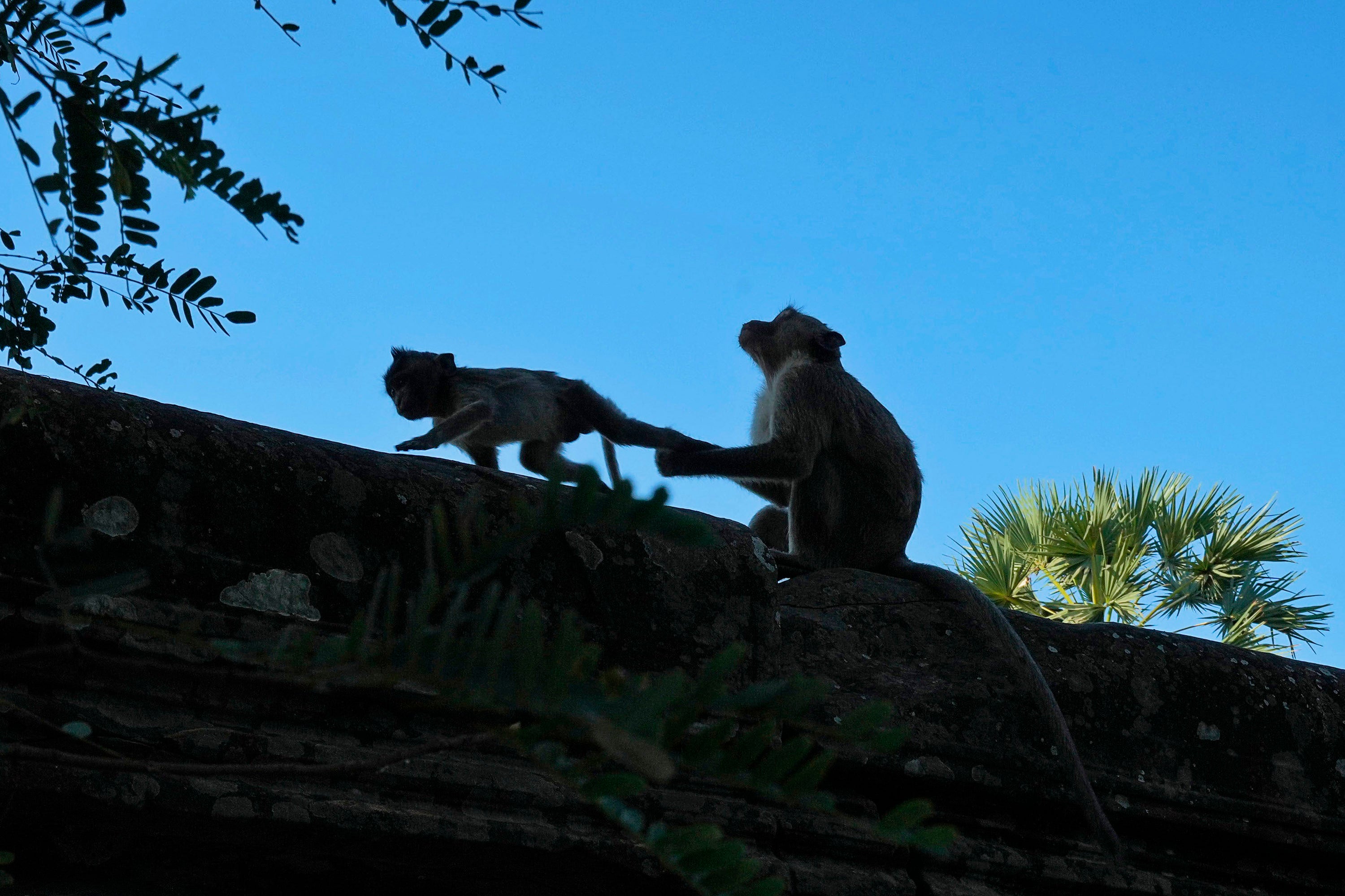 Monkeys walk on a wall at Angkor Wat temple complex in Siem Reap province, Cambodia,