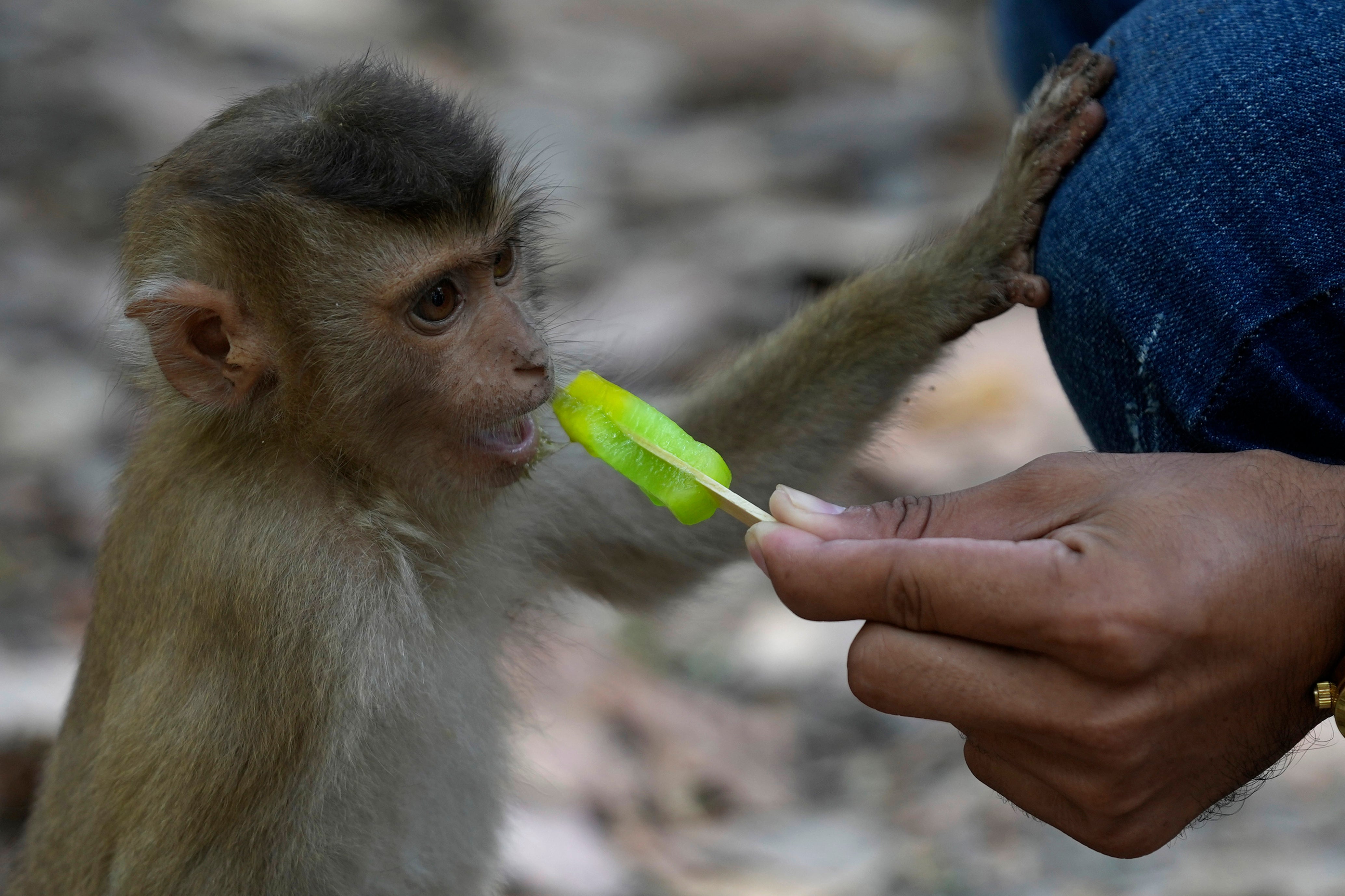 Cruelty for clicks Cambodian YouTubers investigated over monkey abuse