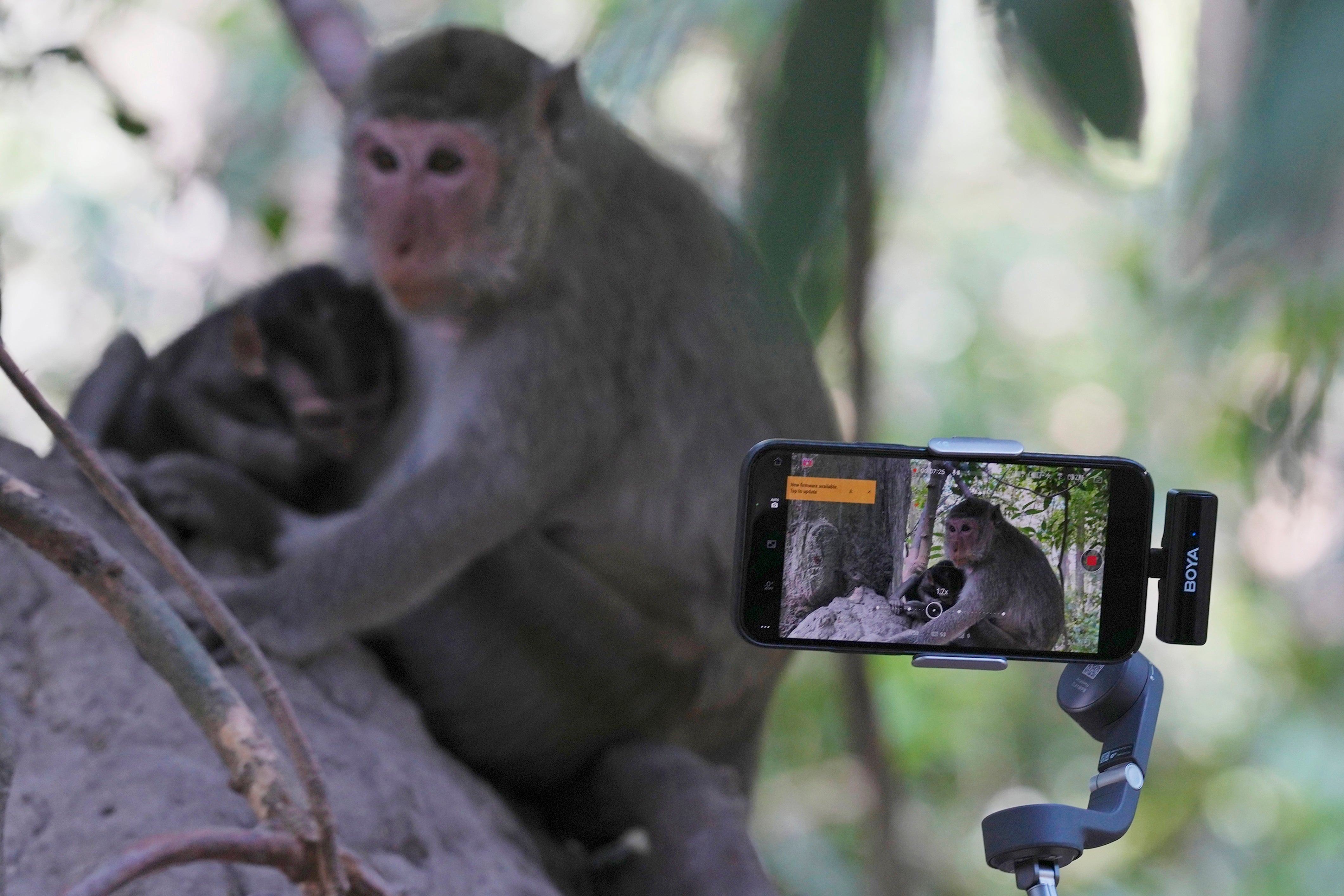 YouTuber Ium Daro, who started filming Angkor monkeys about three months ago, follows a mother and a baby along a dirt path with his iPhone held on a selfie stick near Bayon temple at Angkor Wat temple complex in Siem Reap province, Cambodia