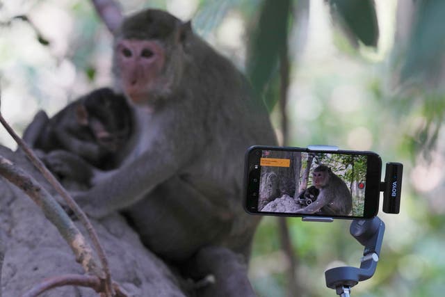<p>YouTuber Ium Daro, who started filming Angkor monkeys about three months ago, follows a mother and a baby along a dirt path with his iPhone held on a selfie stick near Bayon temple at Angkor Wat temple complex in Siem Reap province, Cambodia</p>