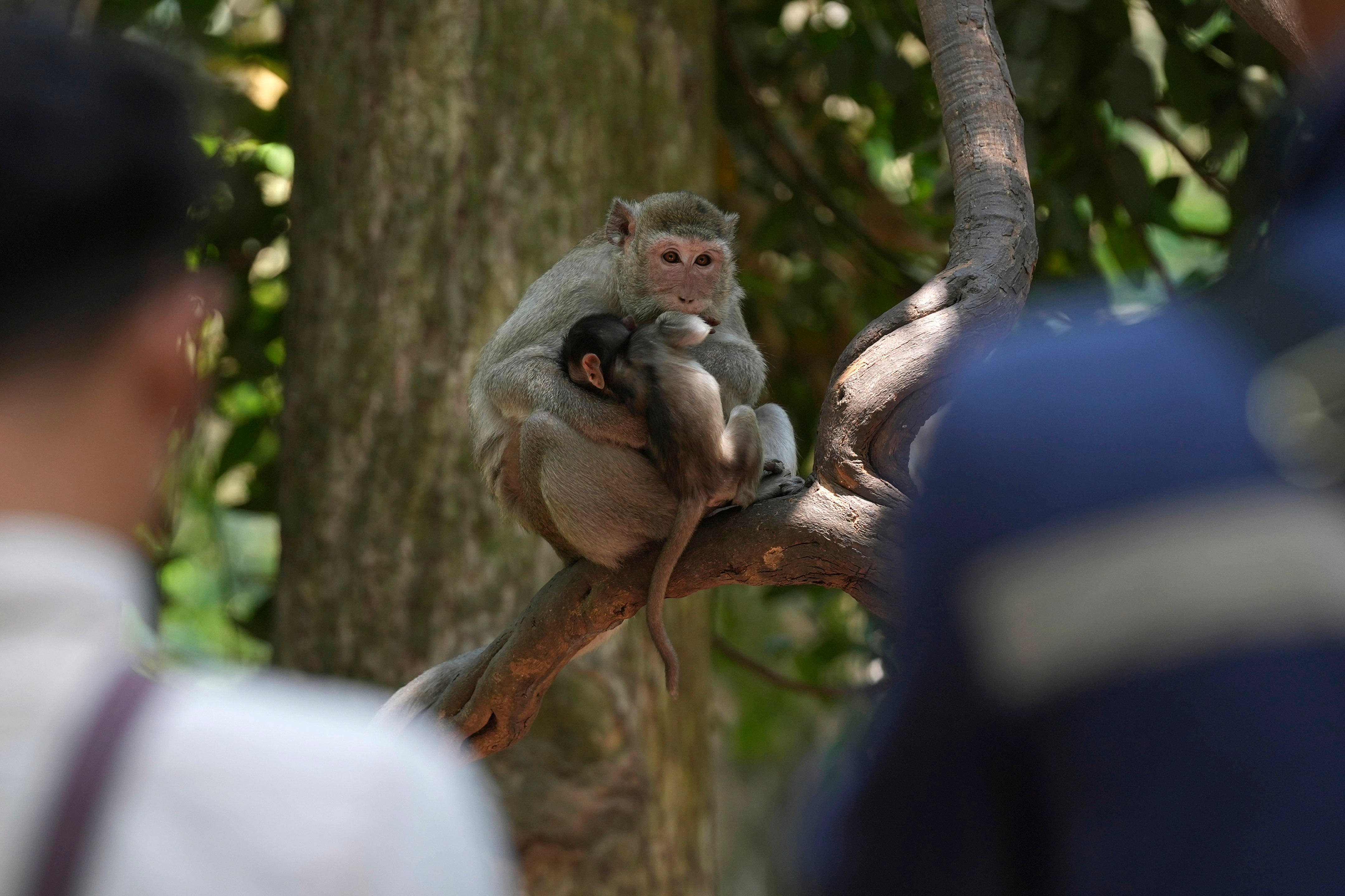 Cruelty for clicks Cambodian YouTubers investigated over monkey abuse