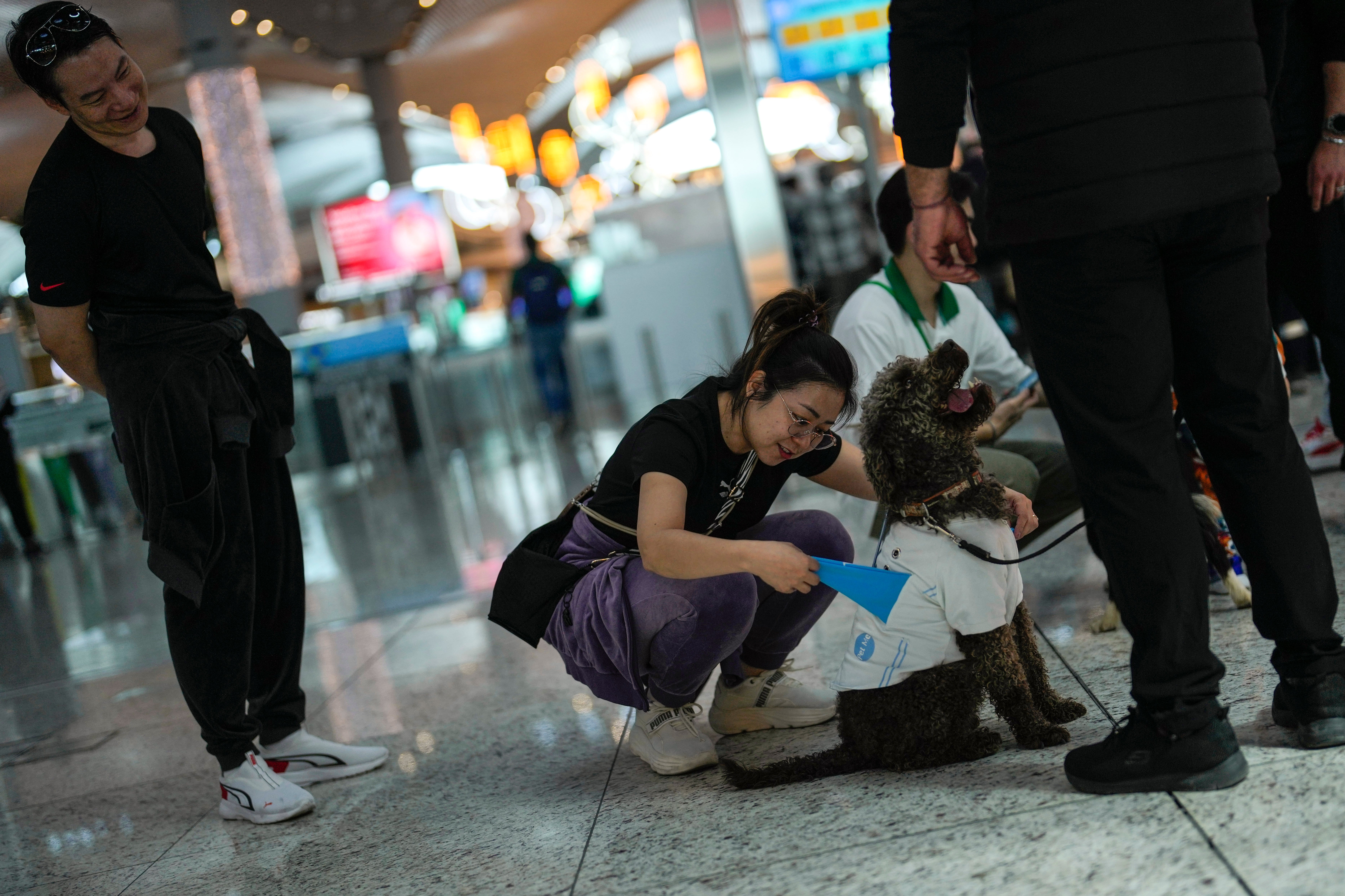 Turkey Airport Dogs