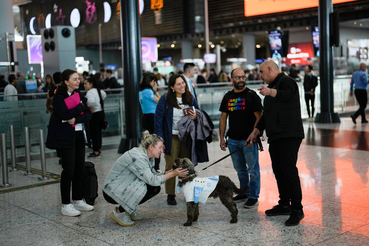İstanbul Havalimanı, 5 adet terapi köpeği kiralayarak endişeli yolculara rahatlatıcı bir deneyim yaşatıyor