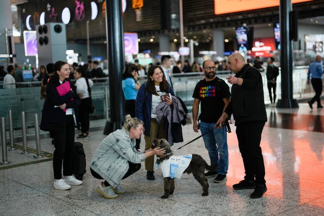 Turkey Airport Dogs