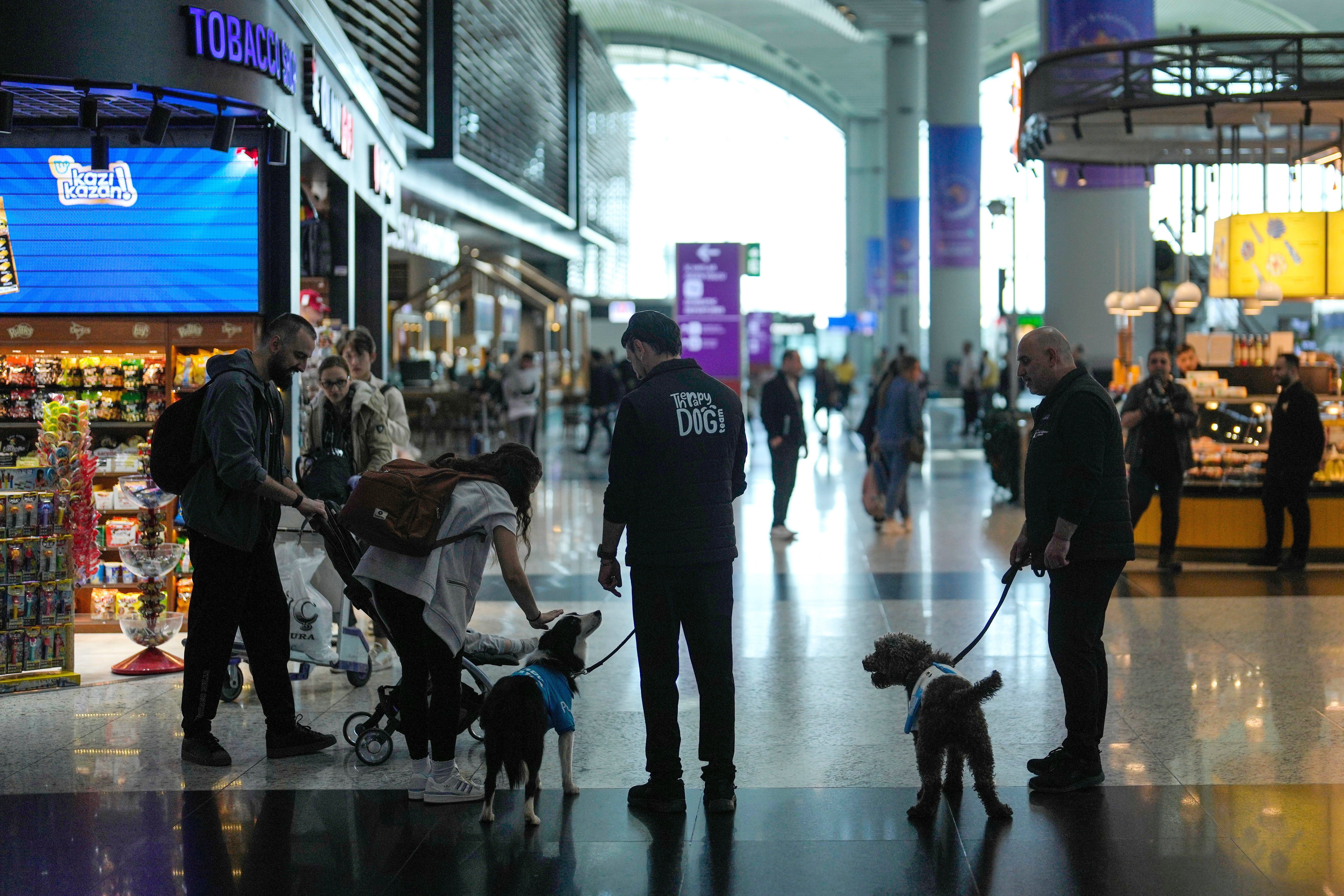 A traveller pets the dog Alita while two handlers walk airport therapy dogs Alita and Kuki through Istanbul Airport