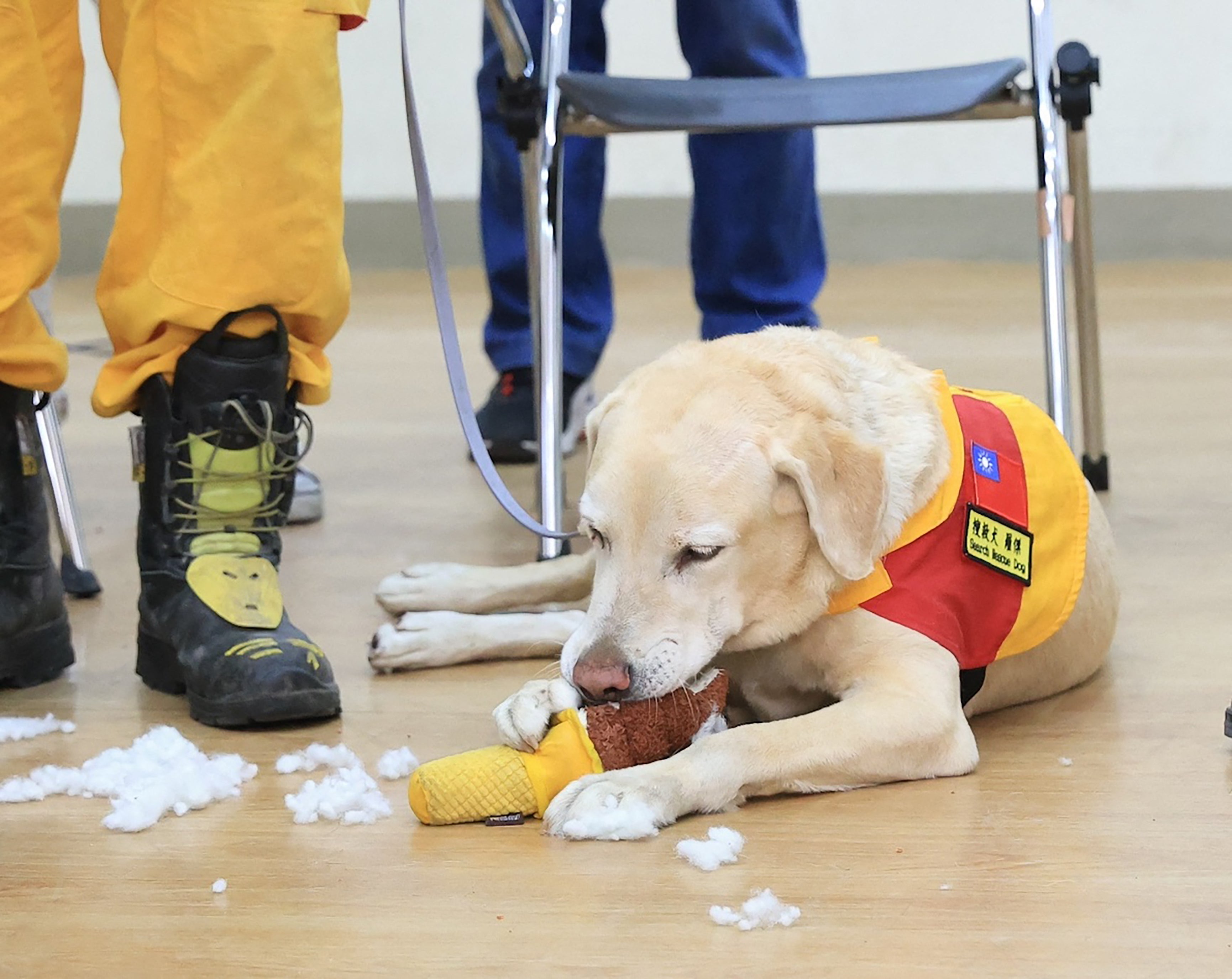 <p>Roger, an eight-year-old labrador, playing before heading out for a search and rescue mission in Hualien</p>