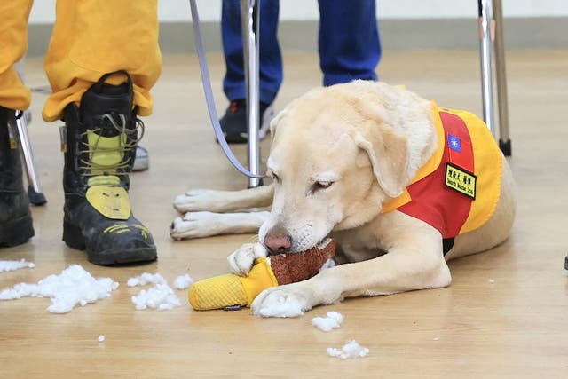 <p>Roger, an eight-year-old labrador, playing before heading out for a search and rescue mission in Hualien</p>