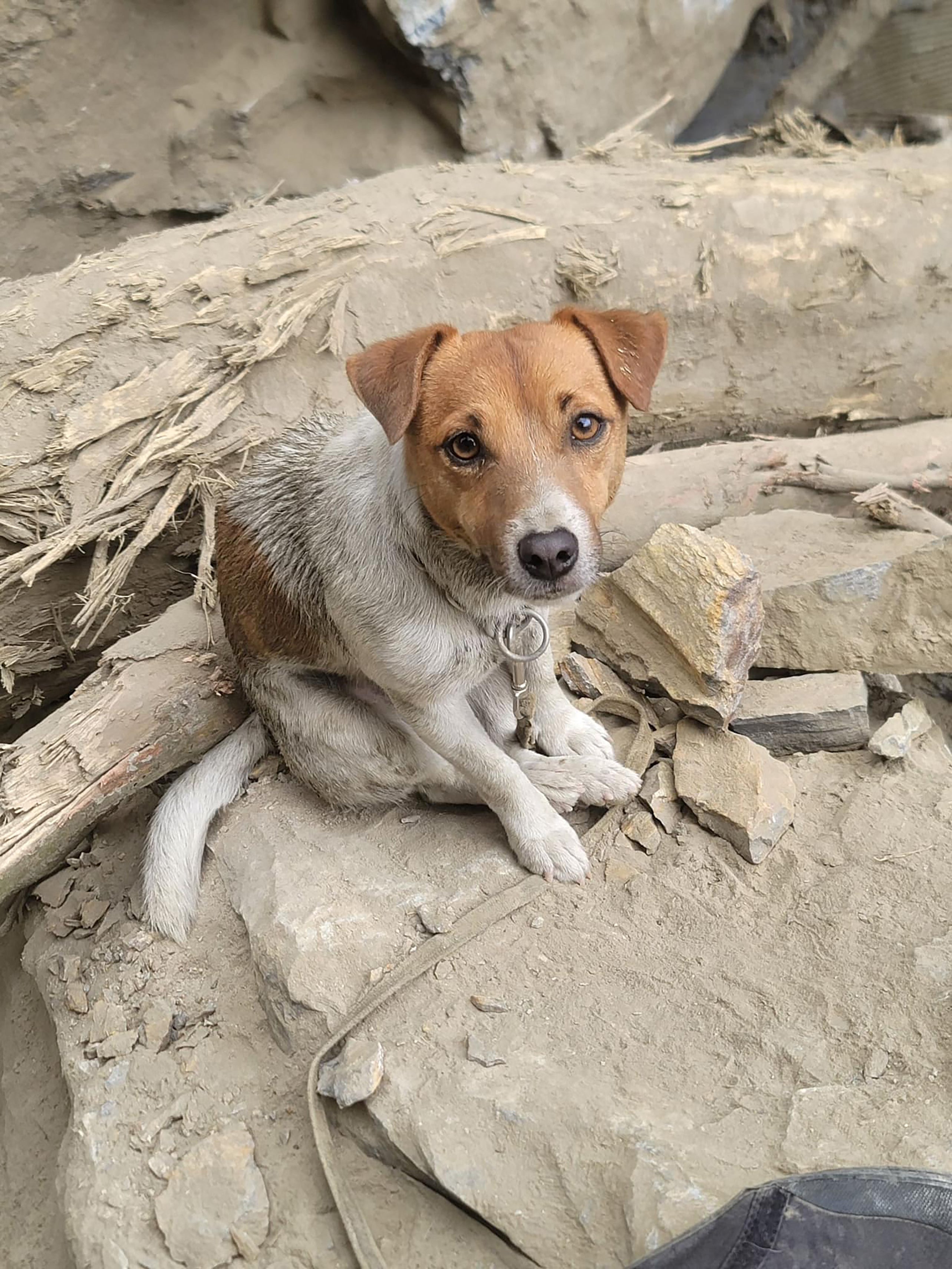 Wilson, a Jack Russell terrier, helping rescuers locate victims of an earthquake in Taiwan’s Taroko National Park in Hualien