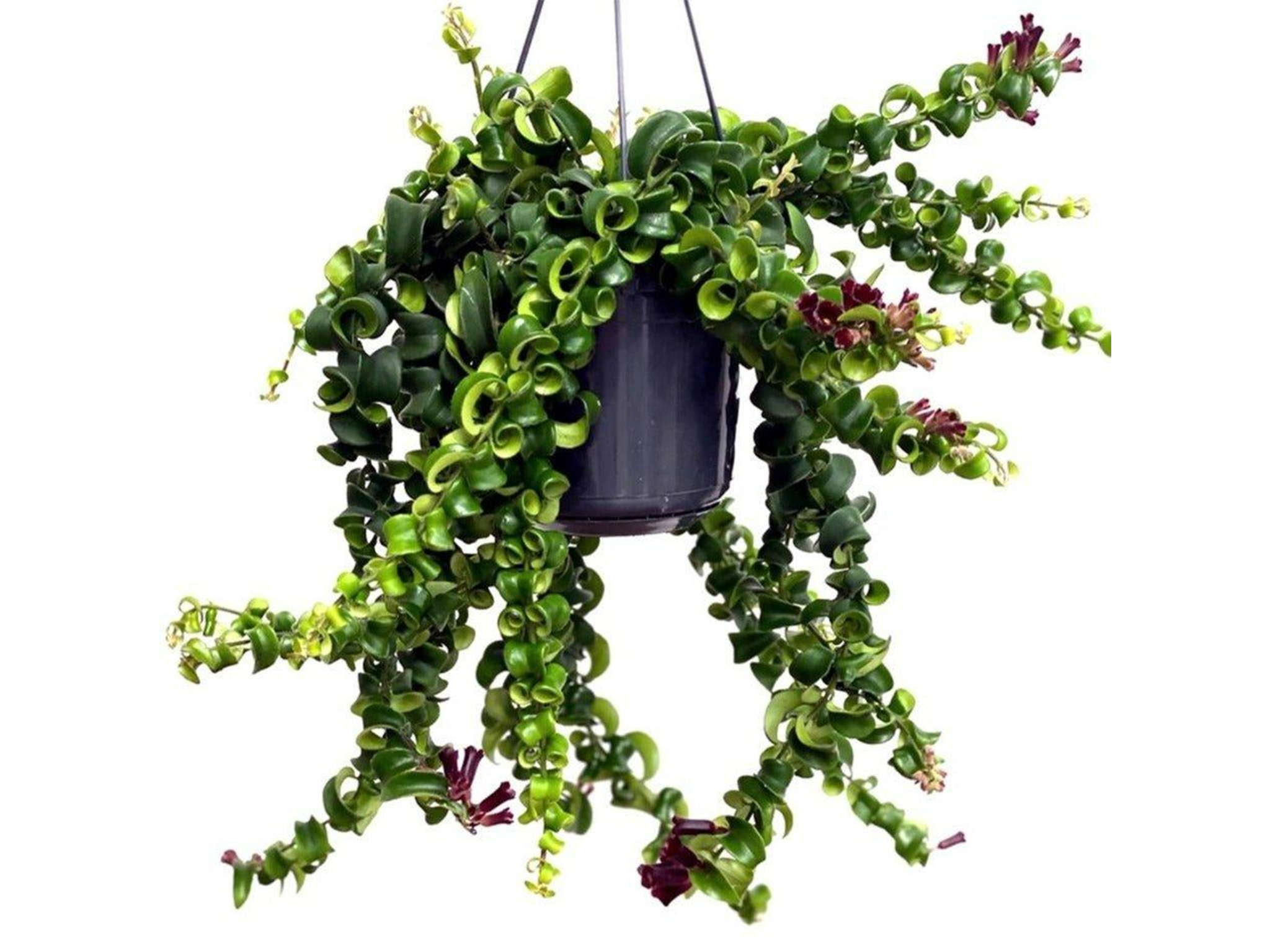 best pet-friendly plants 2024 review indybest House of Kojo lipstick plant