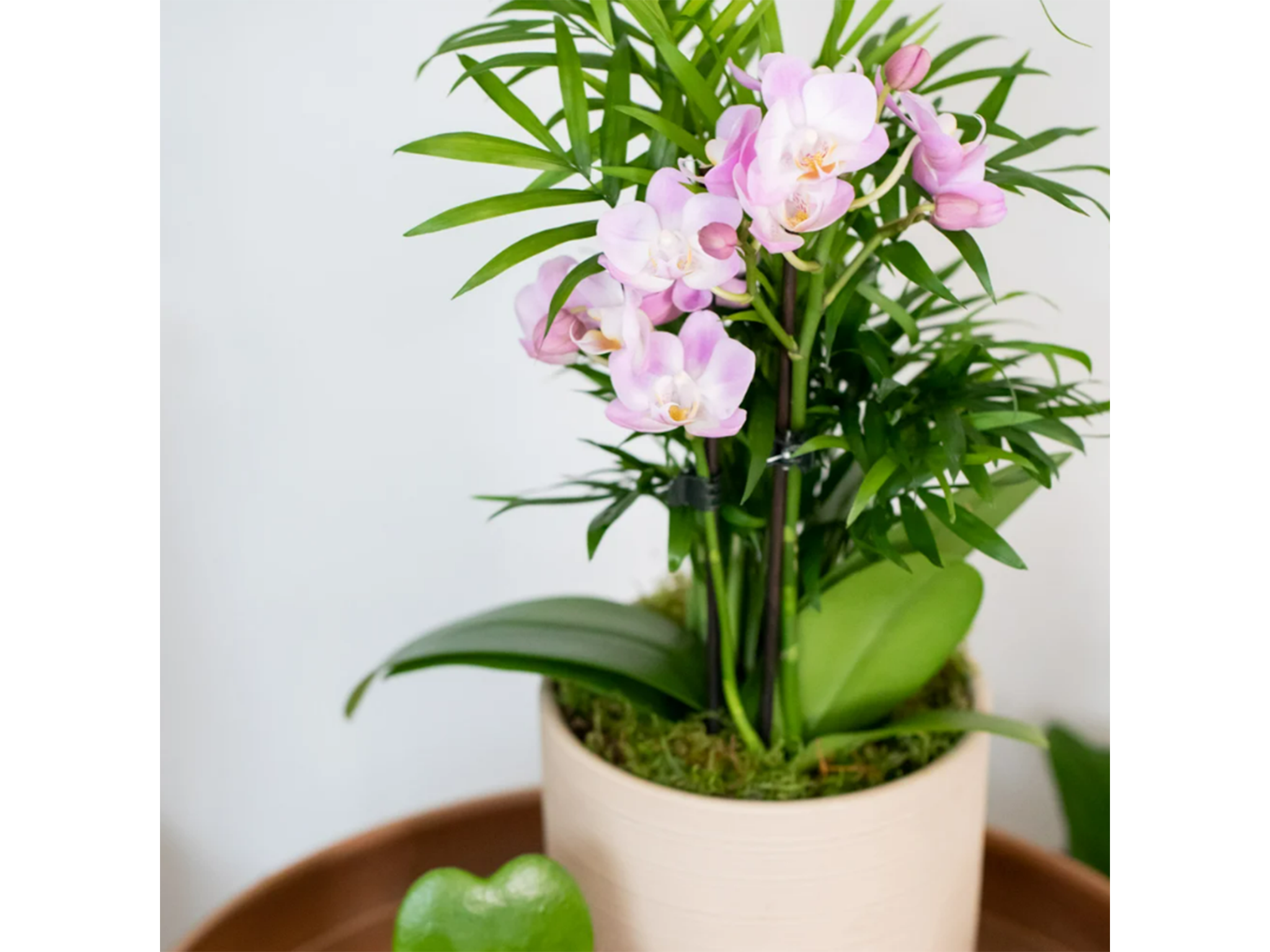best pet-friendly plants 2024 review indybest The Little Botanical jungle orchid