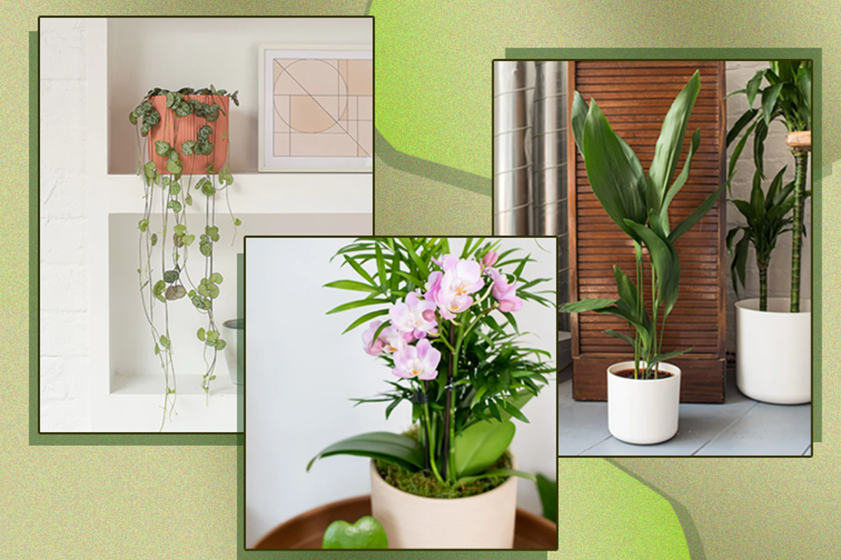 Best pet friendly house plants 2024 The Independent