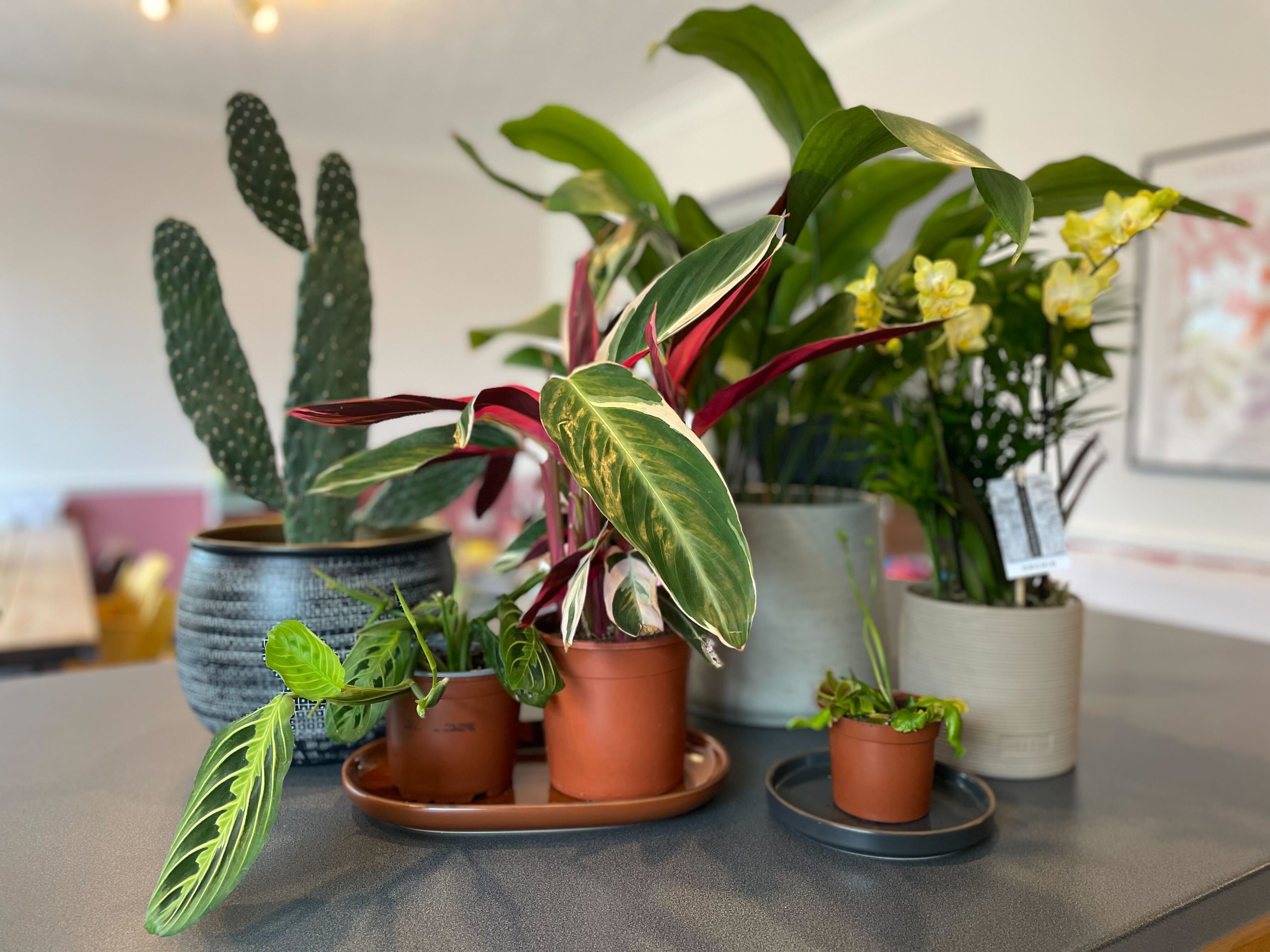 A selection of the best pet-friendly plants we tested for our review