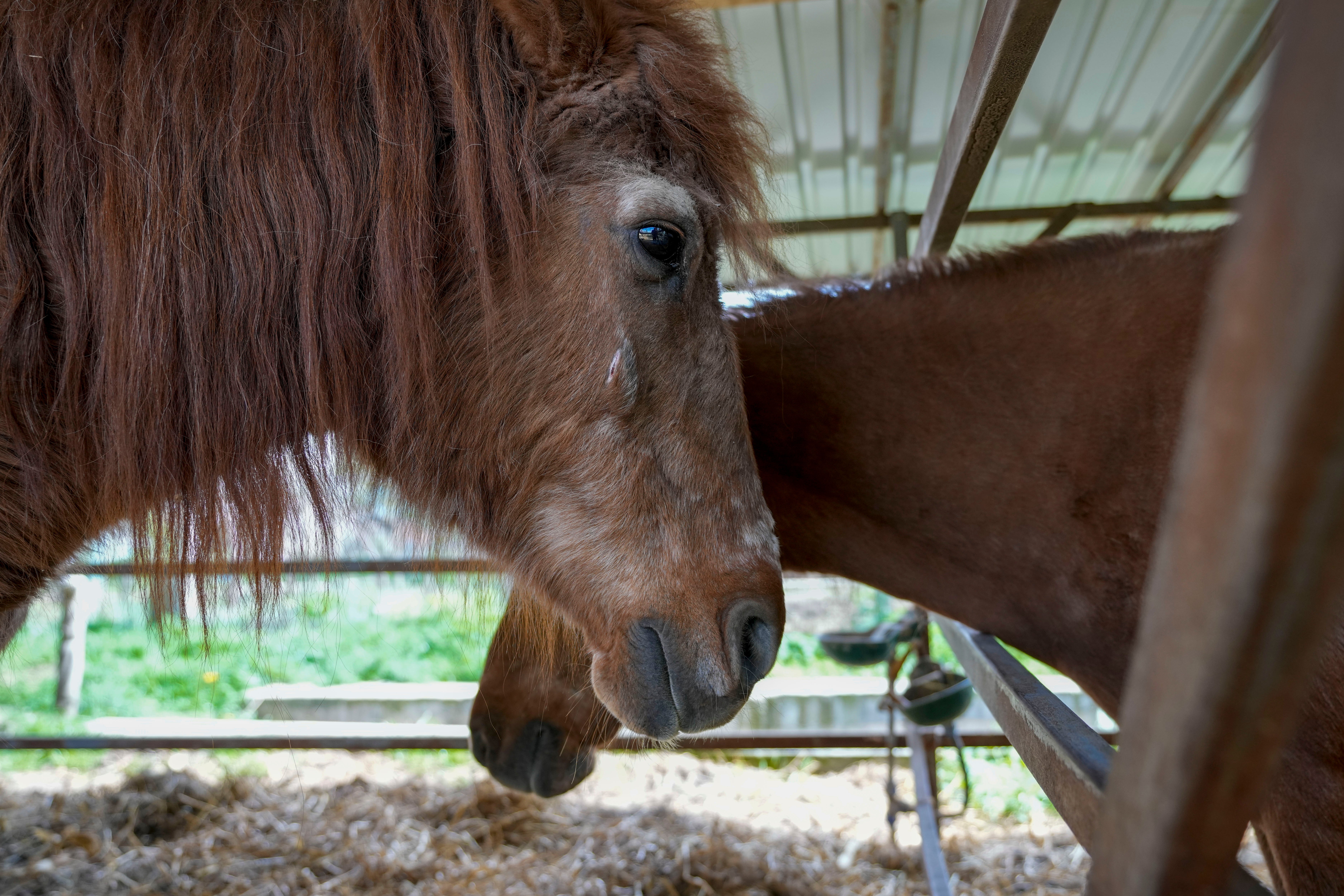 Serbia Horse Sanctuary