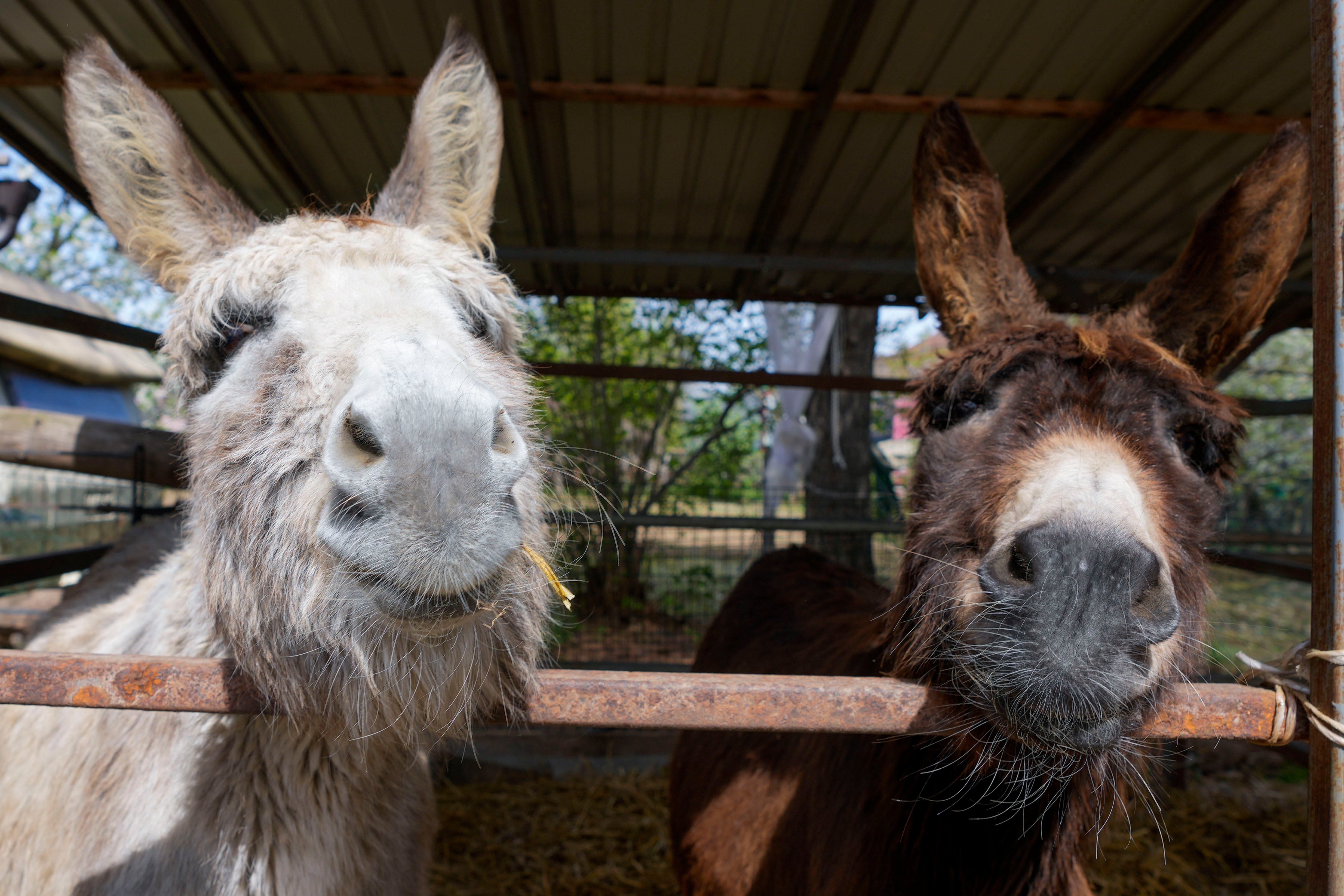Serbia Horse Sanctuary