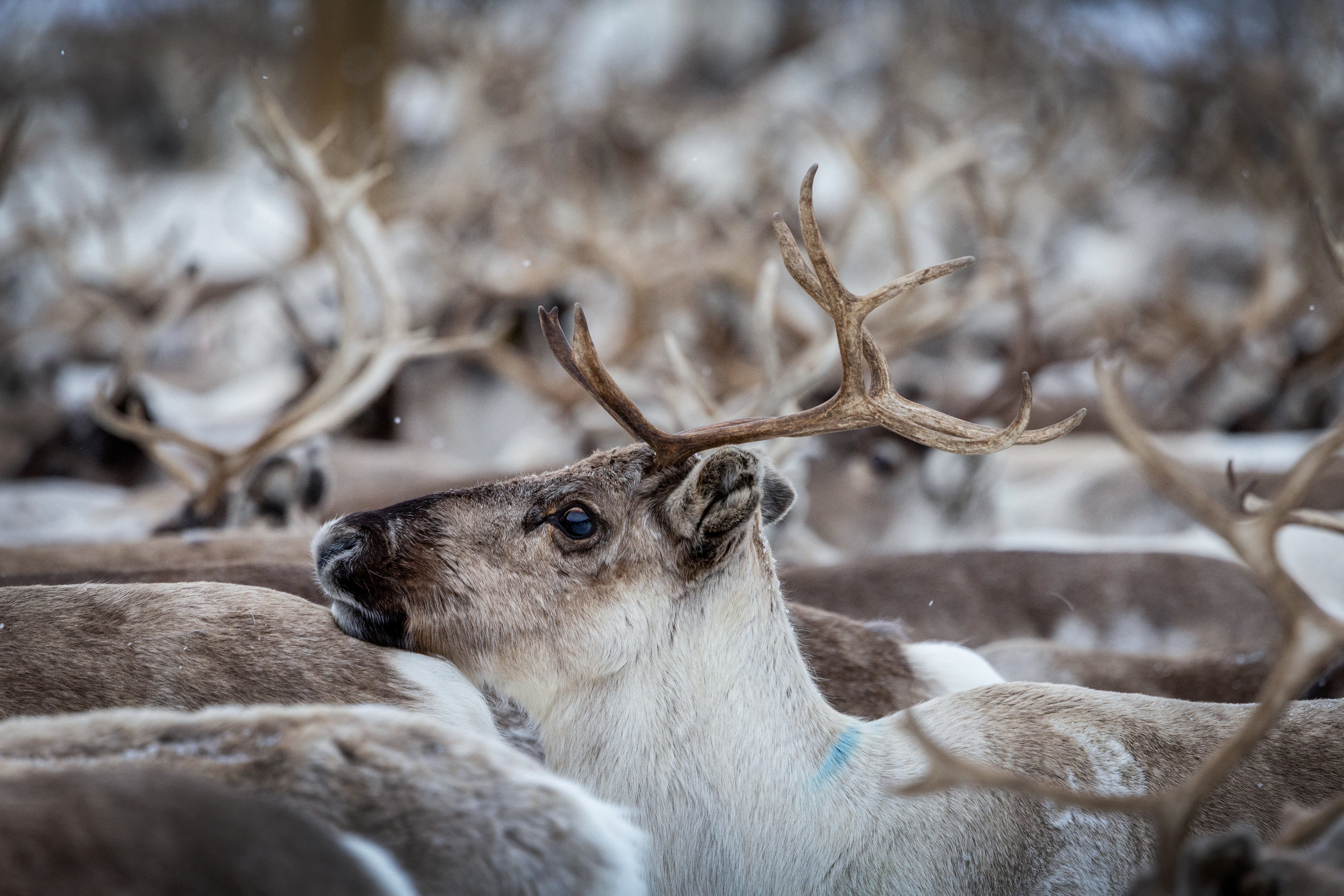 Reindeer move in a corral as they wait to be identified and separated by their owners after the herds mixed together while grazing on the Finnmark Plateau