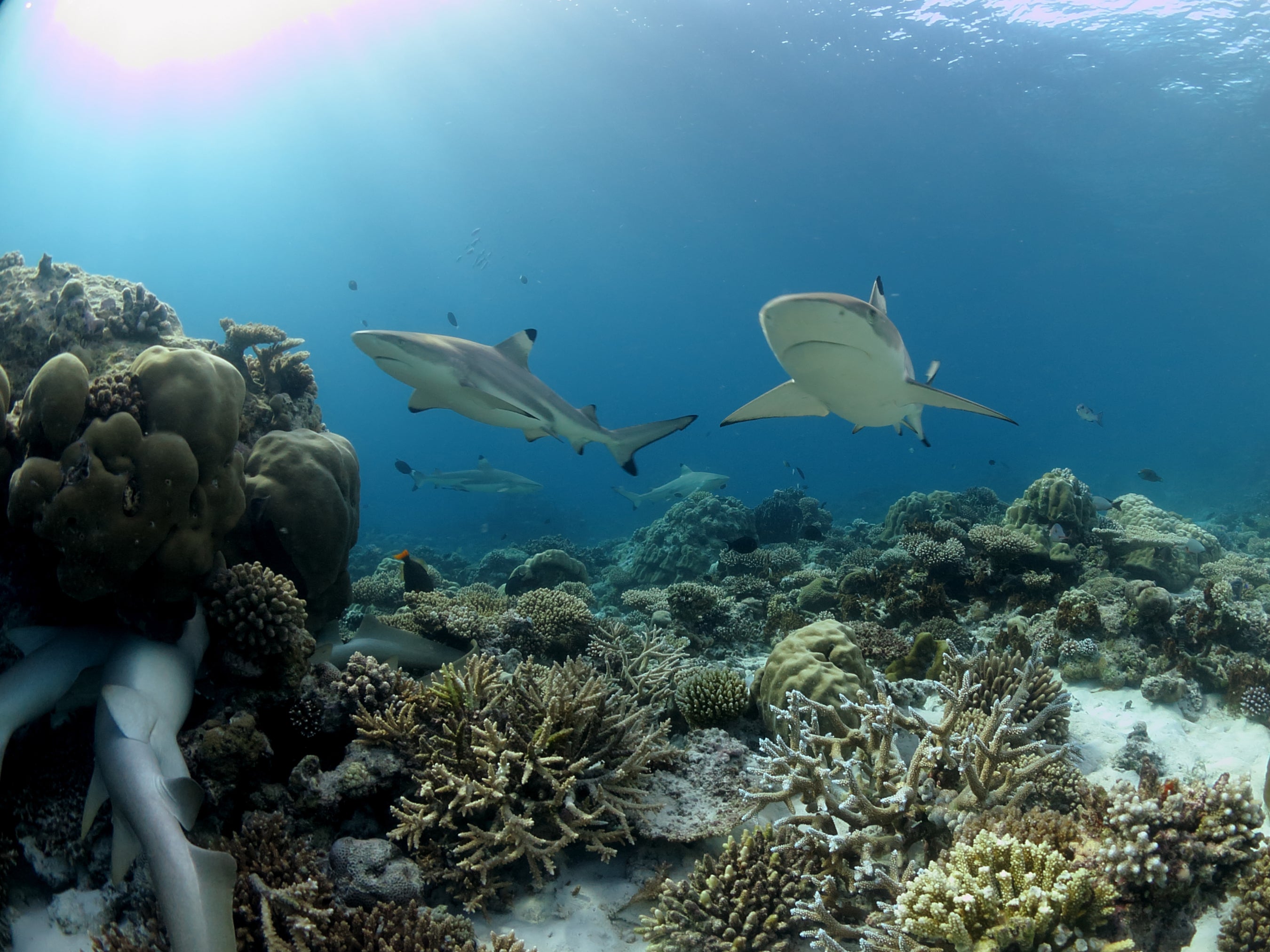 Nurse sharks swimming at Baros resort