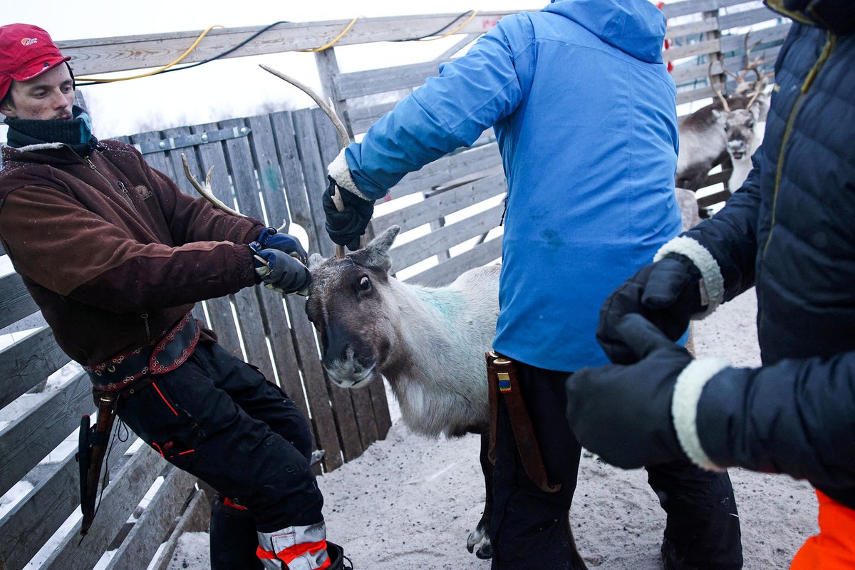 Reindeer herders battle power line needed for Norway’s climate goal