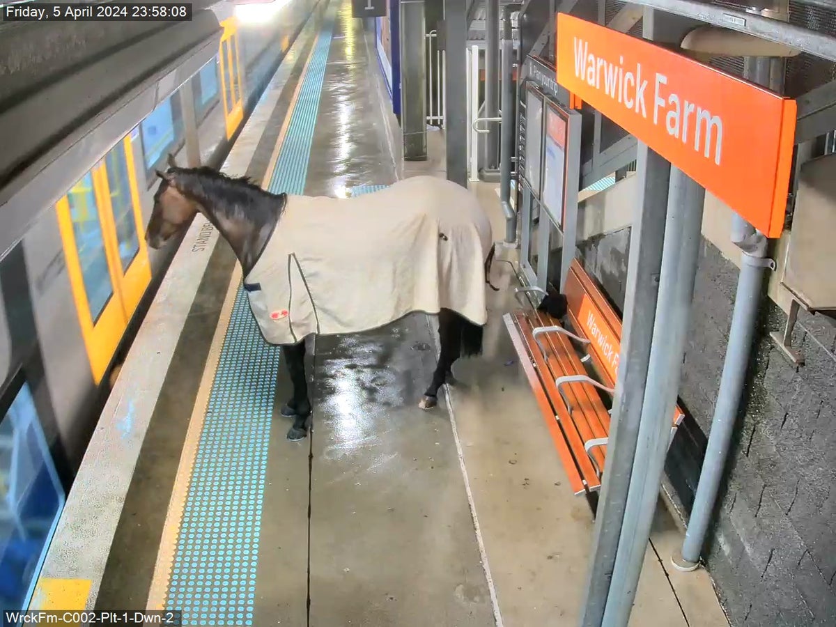 Escaped horse trots down Sydney train station platform