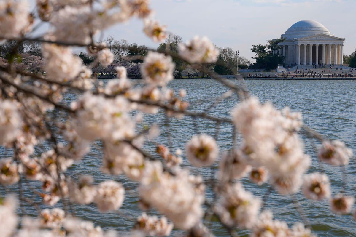 日本は建設で失われた桜の代わりに250本の新しい桜の木をワシントンに提供
