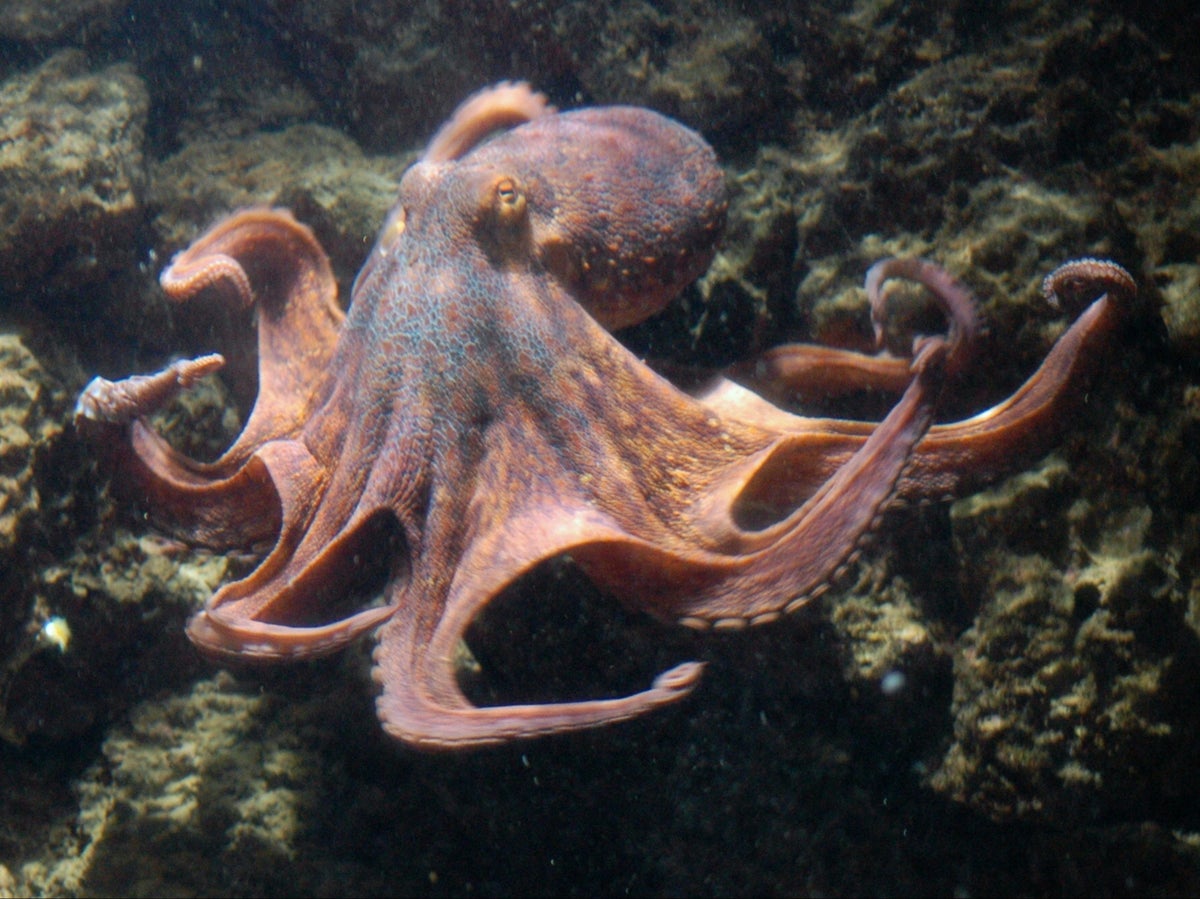 Family chronicles pet octopus giving birth to 50 babies on TikTok