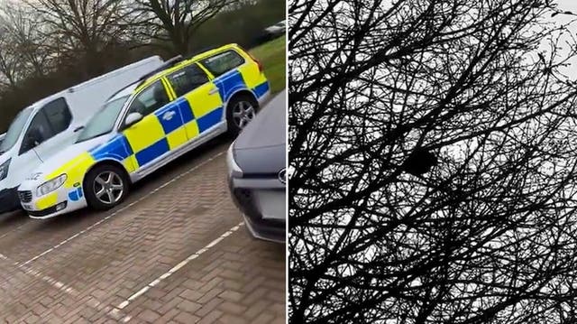 <p>Watch: Bird confuses police officers by mimicking siren sound.</p>