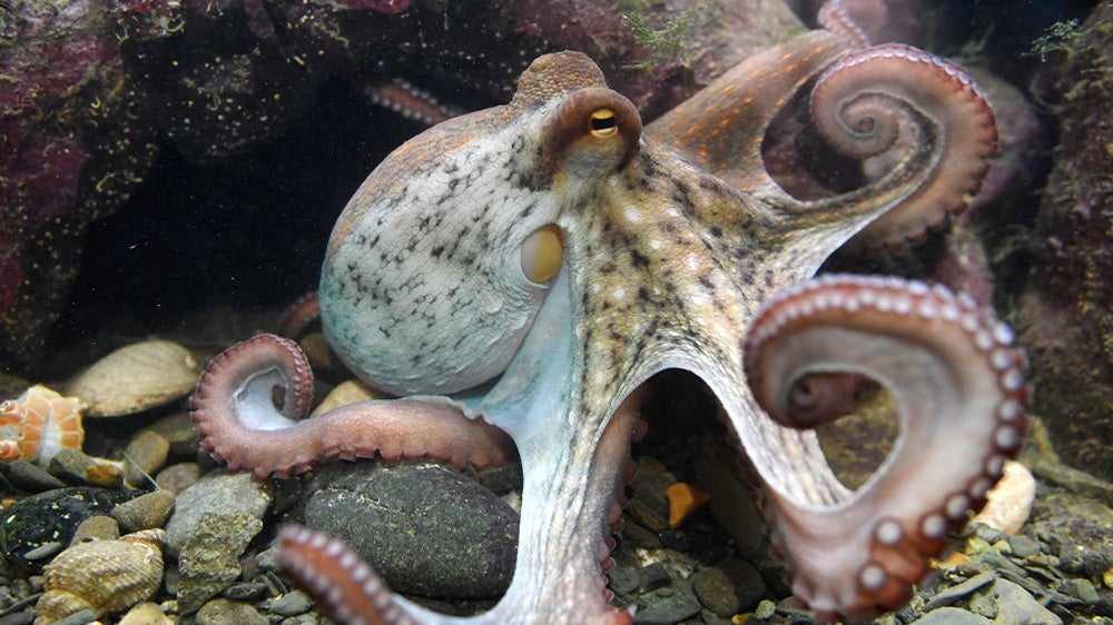 Today molluscs come in many different forms, including snails and clams and even highly intelligent groups such as squids and octopuses