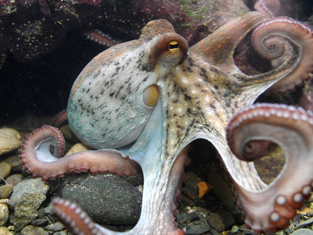 Nee Octopus