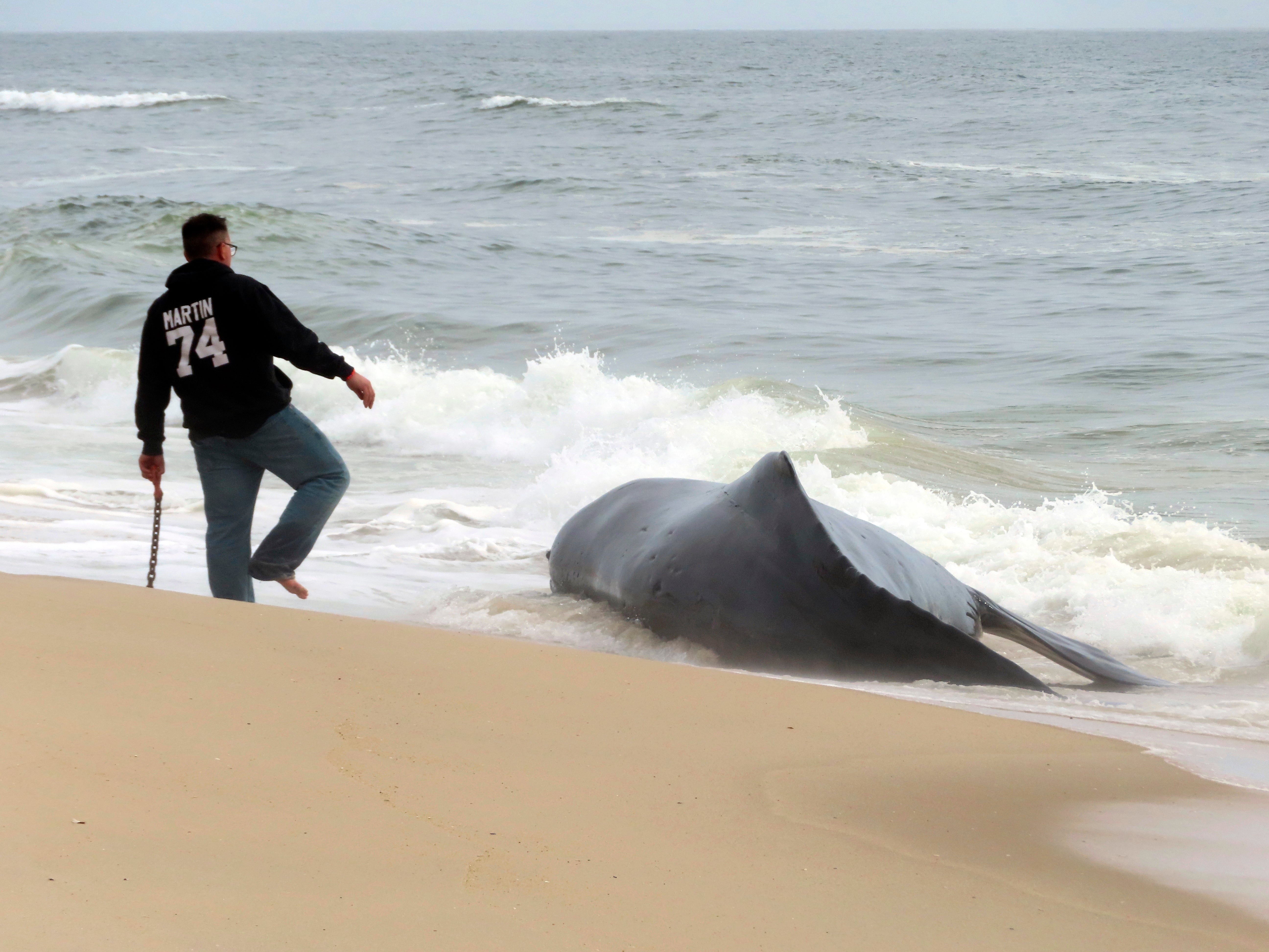 Dead Whale New Jersey