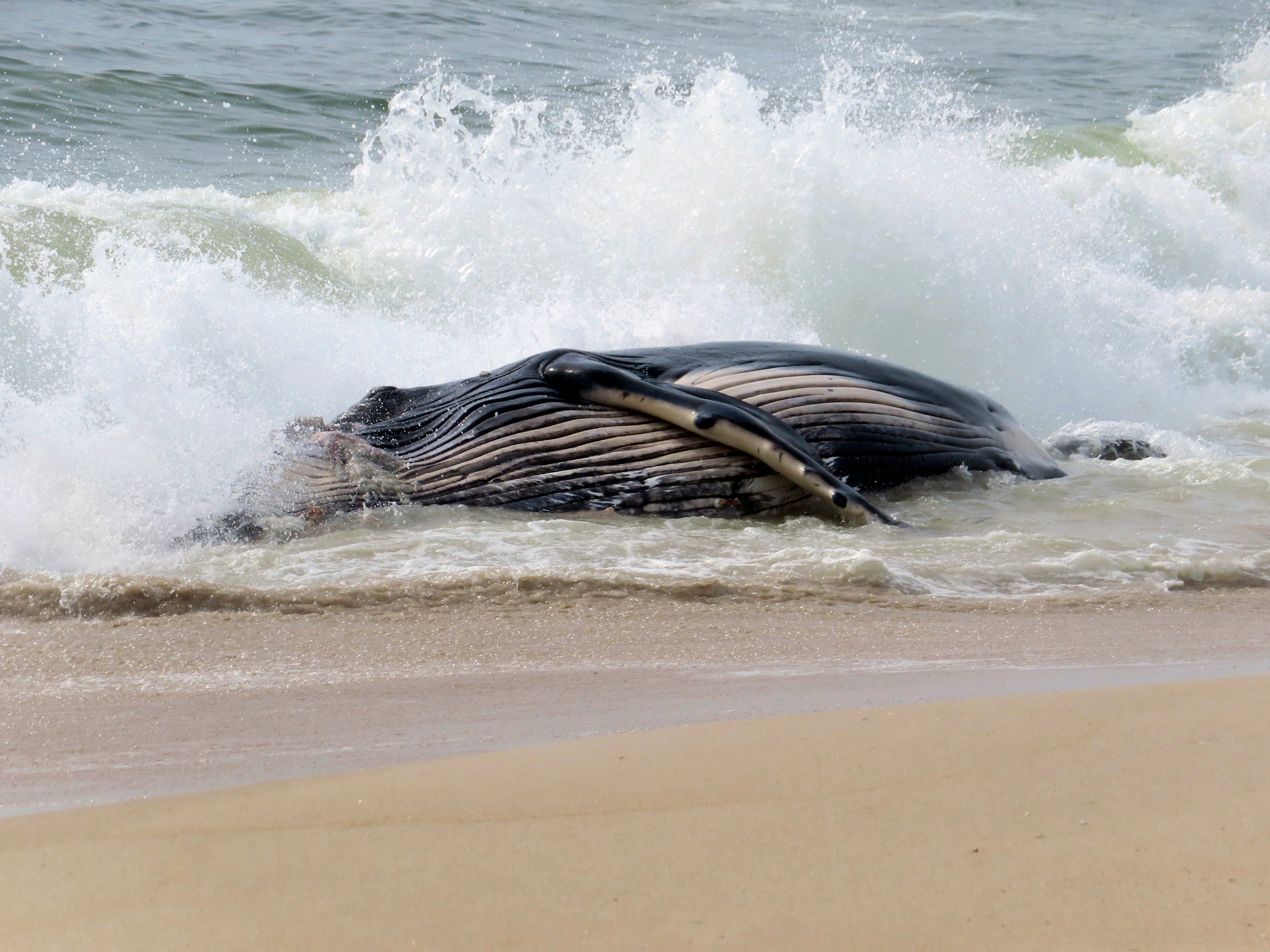 Dead Whale New Jersey