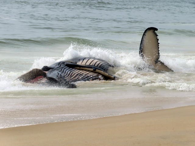 Dead Whale New Jersey