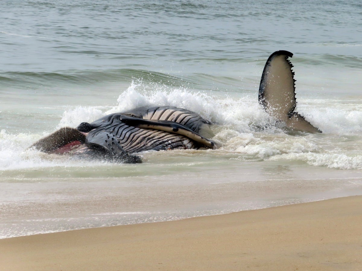 Dead whale on New Jersey’s Long Beach Island is first of the year, stranding group says