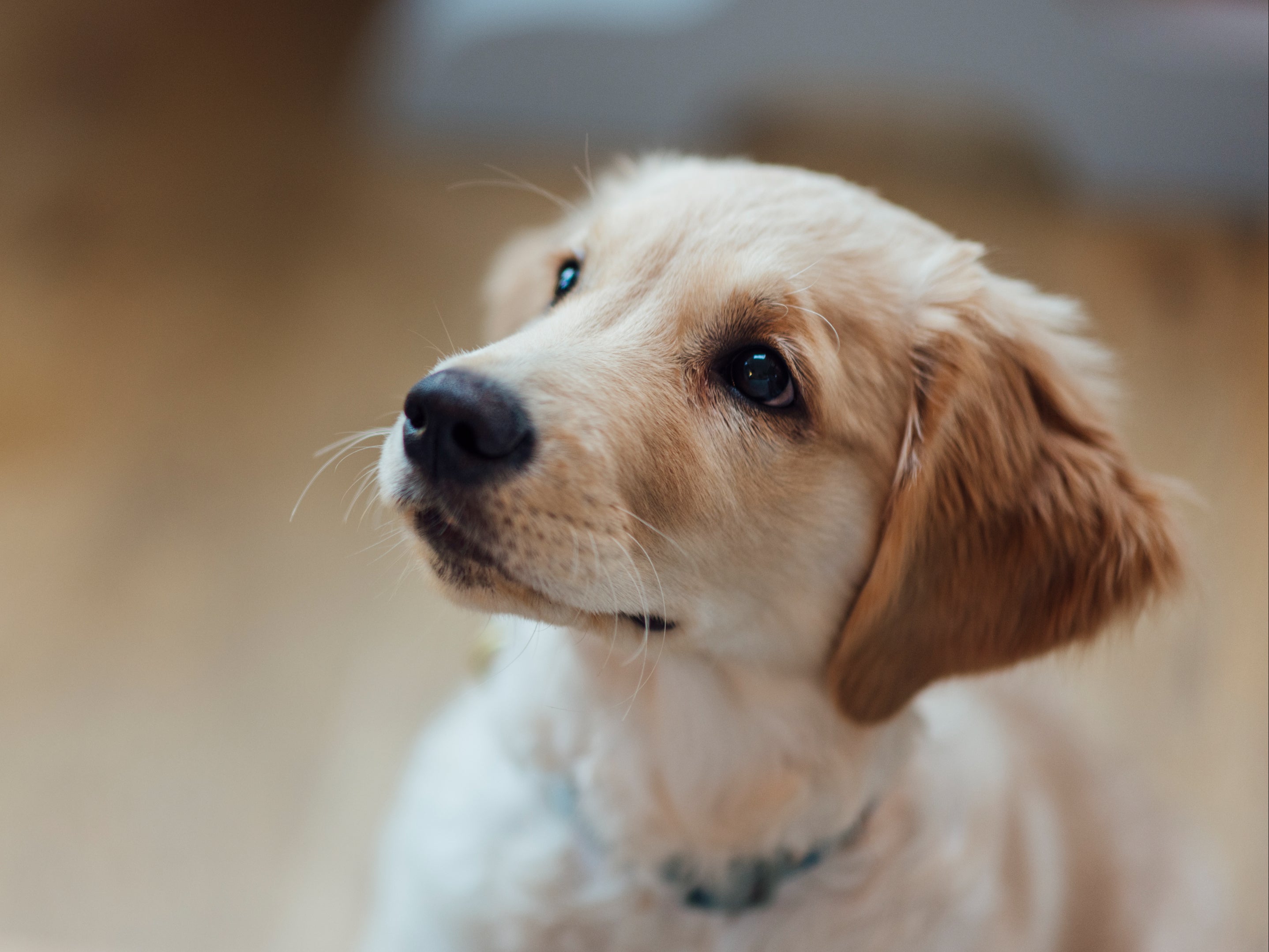 <p>Woman says she doesn’t want to give away dog despite boyfriend’s claiming to have allergies</p>