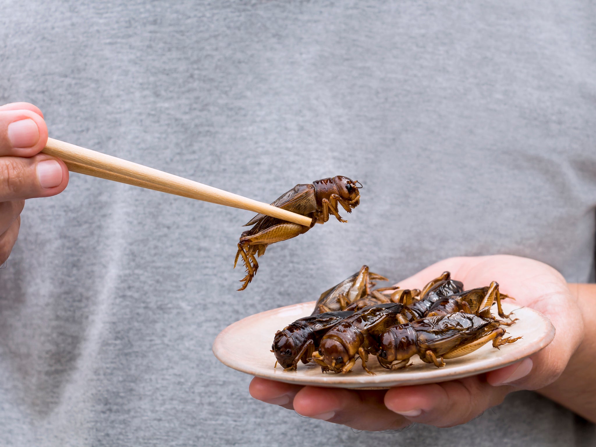 Crickets and other critters have been eaten around the world for thousands of years