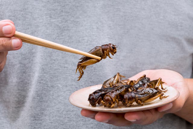 <p>Crickets and other critters have been eaten around the world for thousands of years </p>