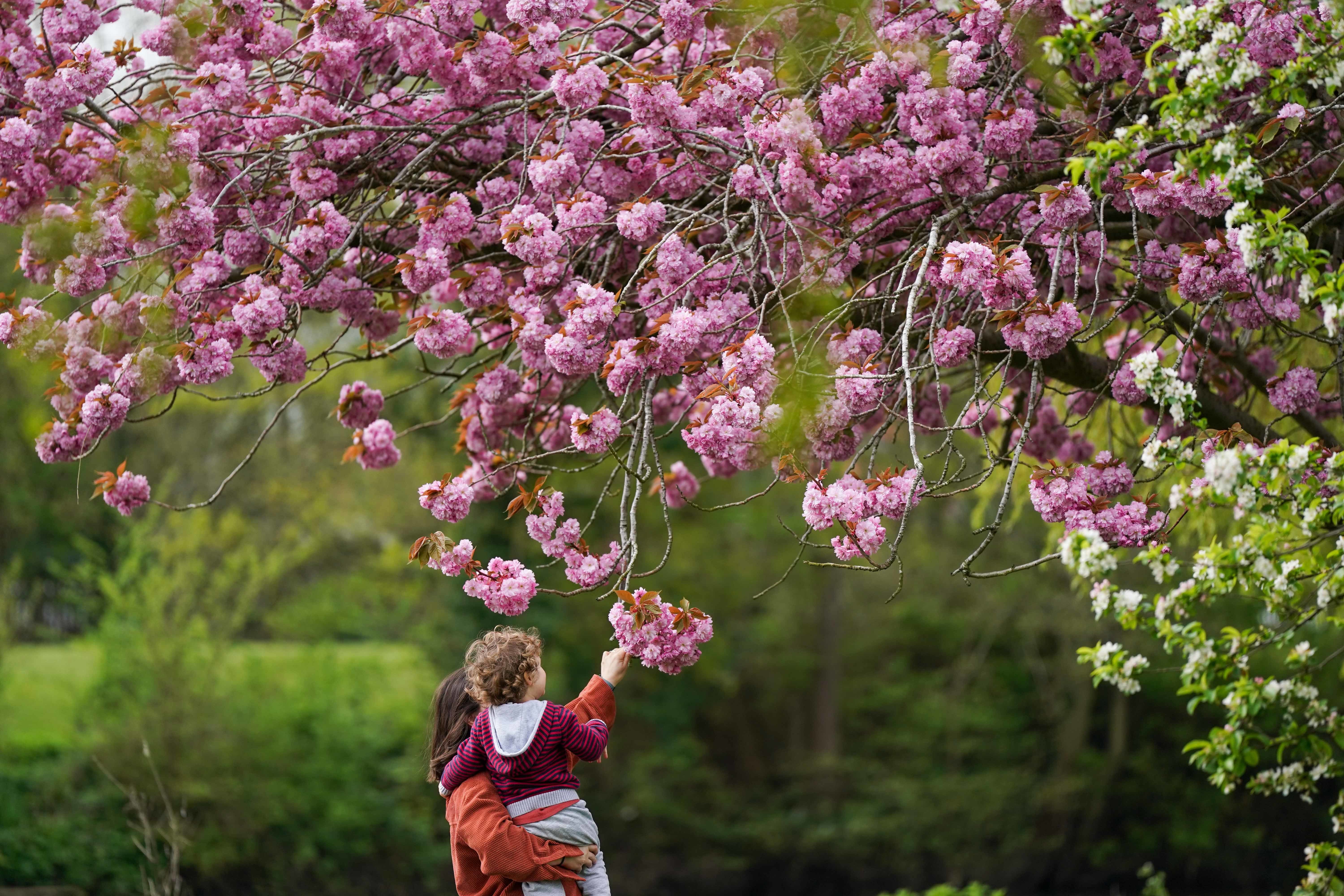 Ioana and her son Luca interact with a flowering cherry blossom tree in St Nicholas' Park, Warwick on Friday 12 April