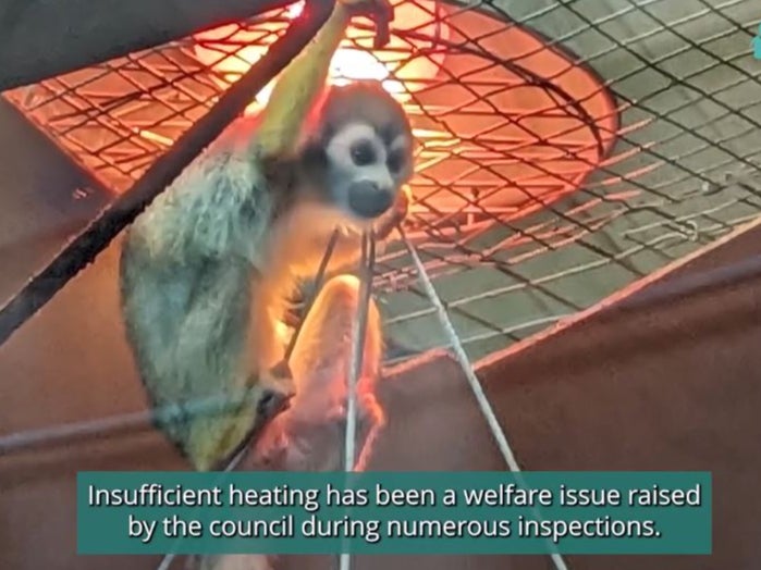Animals said to suffer from the cold climbed close to heat lamps