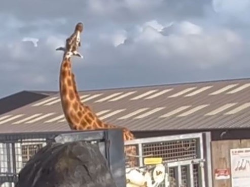 A giraffe was filmed twisting its neck unnaturally