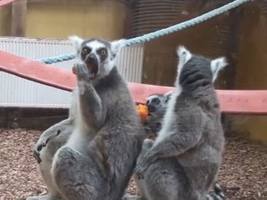Overcrowding caused by aggression led some lemurs to attack others, it was said