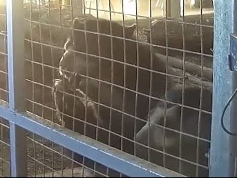 A worker said it was too difficult to get Andean bears out of their enclosure to clean it