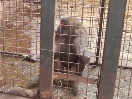 Outdoor baboons were kept in for nearly five days in a row