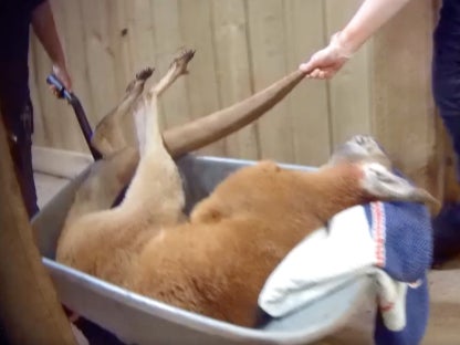 A keeper said a kangaroo died, possibly of a disease linked to stress, poor diet or contamination