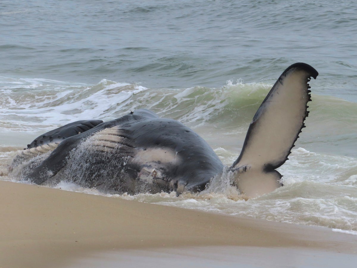 Dead whale in New Jersey had a fractured skull among numerous injuries,  experts find | The Independent