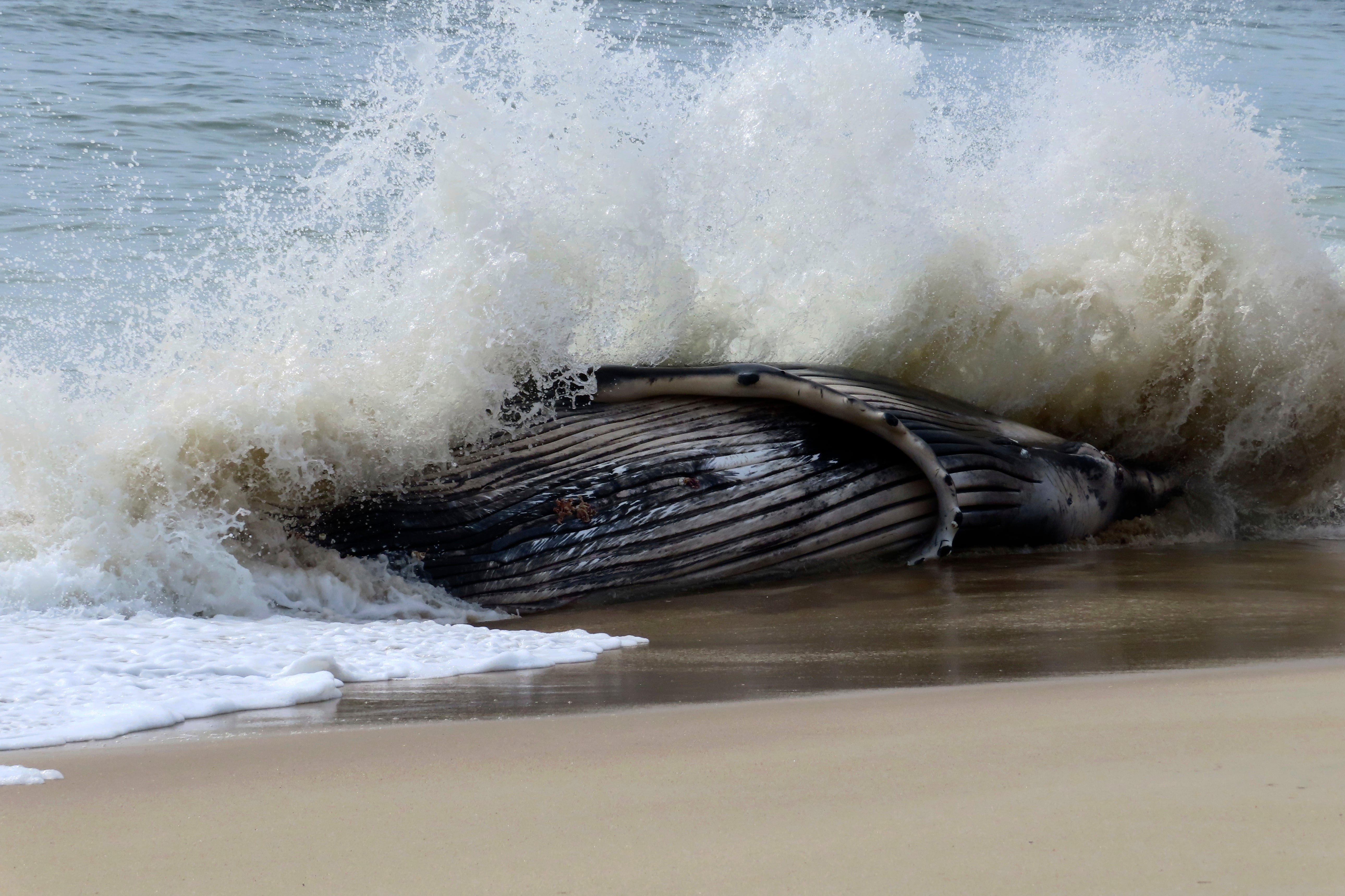 Dead Whale New Jersey