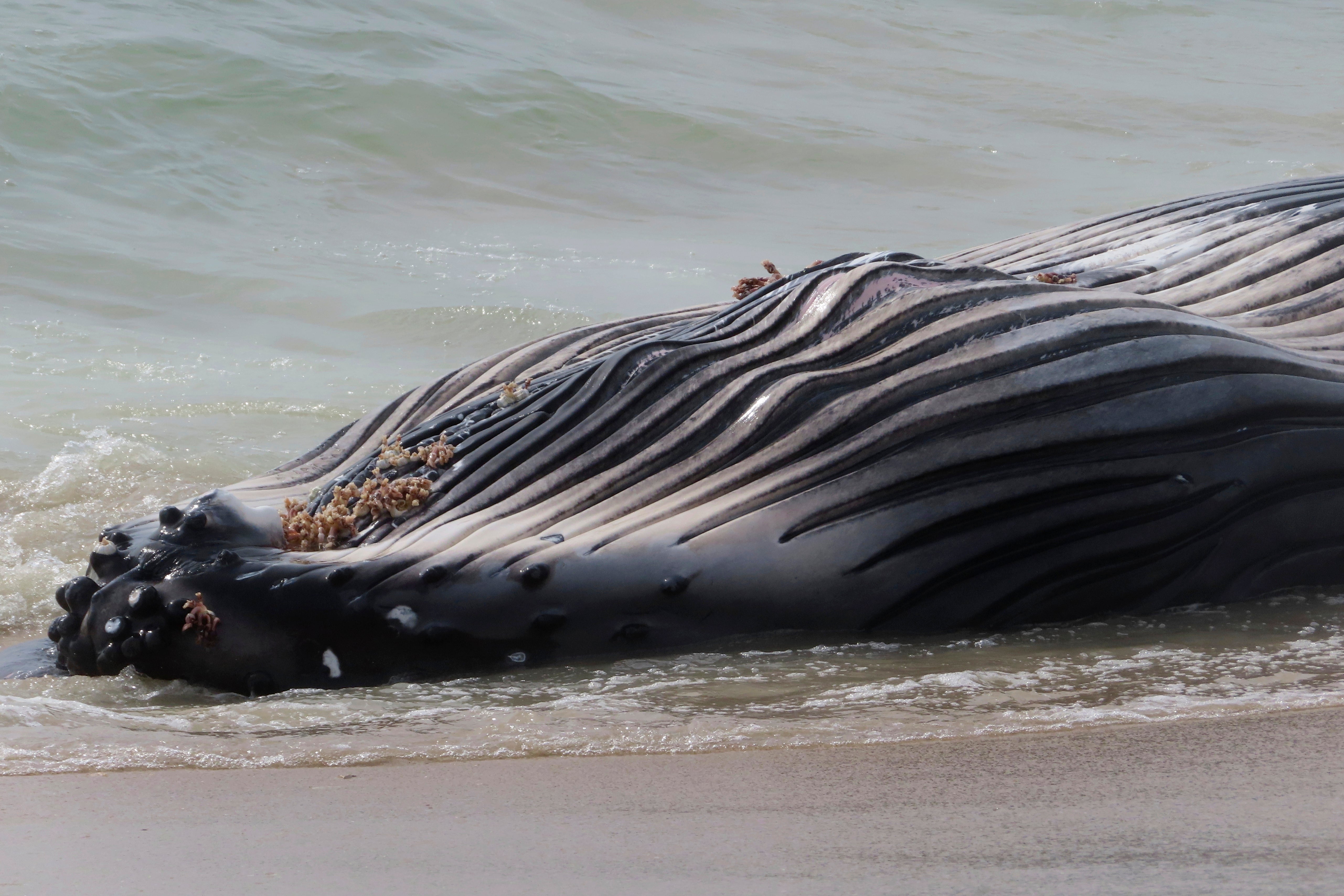 Dead Whale New Jersey