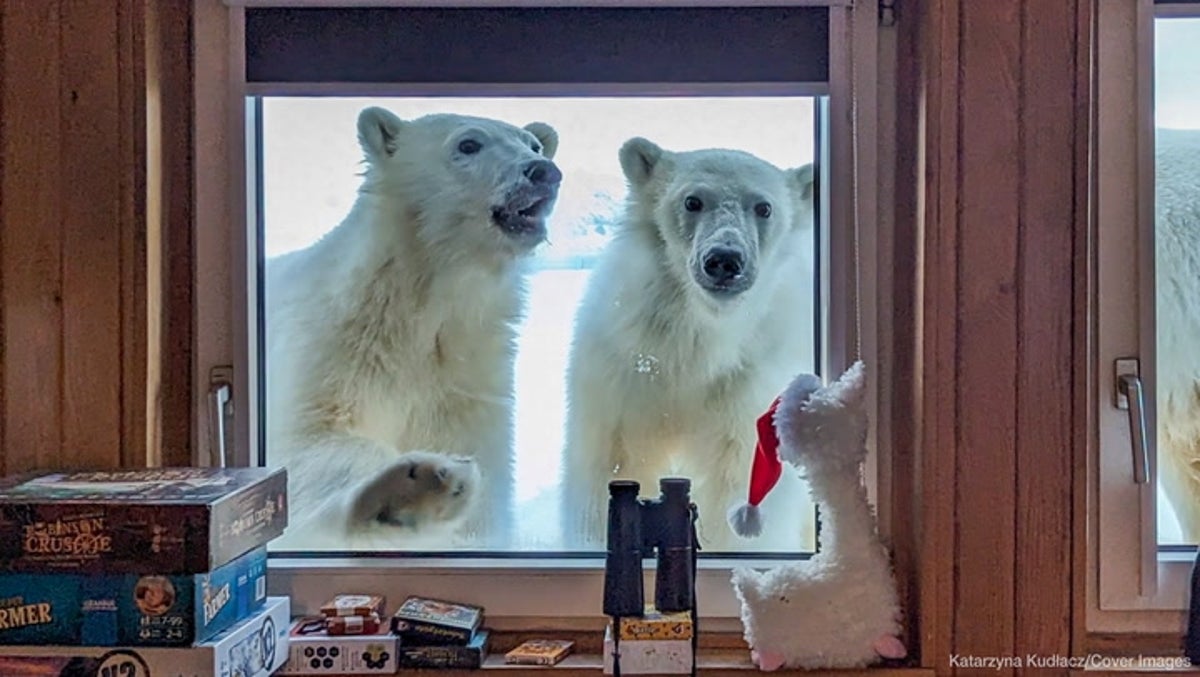 Polar bears greet meteorologist working in Arctic