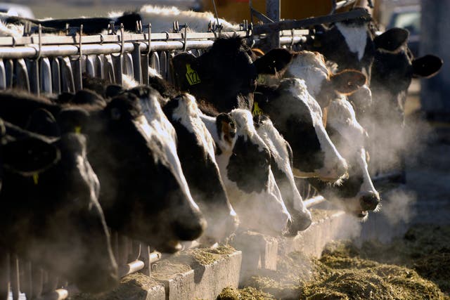 <p>A line of Holstein dairy cows feed through a fence at a dairy farm in Idaho on March 2009. As of April 11, 2024. US health officials said vaccines were prepped and ready to ship within weeks if human-to-human transmission of the virus occurs </p>
