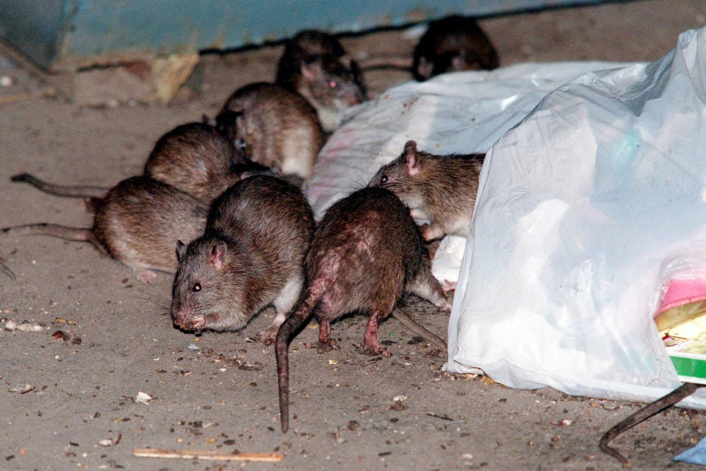 New York is finally learning how to stop rat infestations. The answer ...