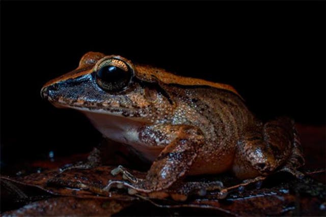 <p>The leaf litter frog emits a distress call that humans cannot hear but predators can</p>
