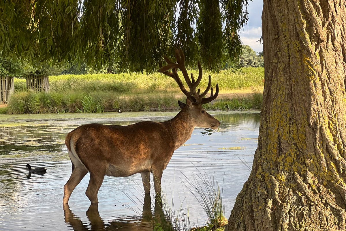 Richmond Park visitors caught &lsquo;trying to force antlers off&rsquo; deer